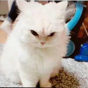 Meet your Posher, Carrie